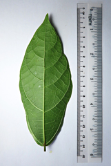 Ficus cumingii