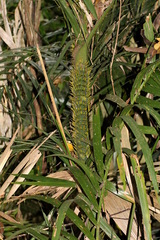 Calamus moti