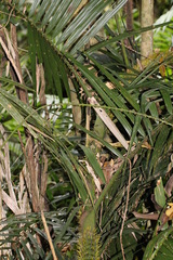 Calamus moti