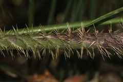 Calamus moti