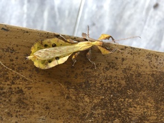 Pulchriphyllium bioculatum