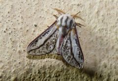 Giacomellia bilineata