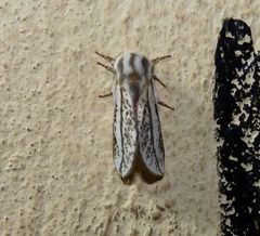 Giacomellia bilineata