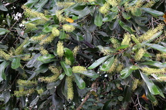 Buckinghamia celsissima