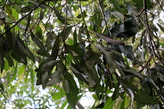 Buckinghamia celsissima