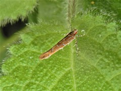 Pyroderces apparitella