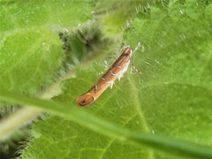 Pyroderces apparitella