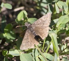Erynnis telemachus