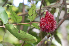 Syzygium wilsonii