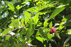 Syzygium wilsonii
