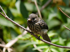 Melaenornis fischeri