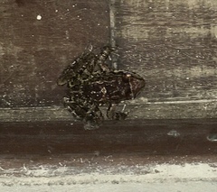 Thoropa miliaris