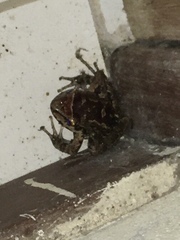 Thoropa miliaris