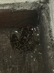 Thoropa miliaris