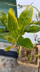Citrus hystrix