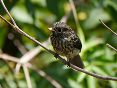 Melaenornis fischeri