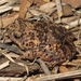 Wrinkled Toadlet - Photo (c) rigel22, some rights reserved (CC BY-NC)