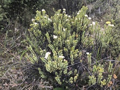 Pimelea traversii