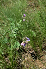 Tephrosia natalensis pseudocapitata