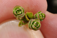Pimelea traversii