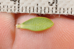 Pimelea traversii