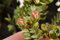 Pimelea traversii