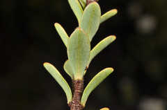 Pimelea traversii