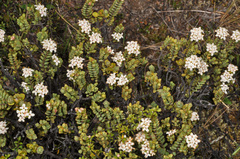 Pimelea traversii
