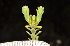 Pimelea traversii