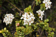 Pimelea traversii