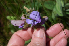 Tephrosia natalensis pseudocapitata