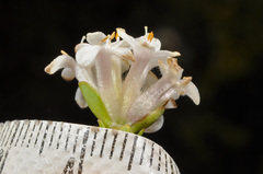 Pimelea traversii