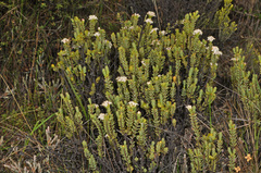 Pimelea traversii