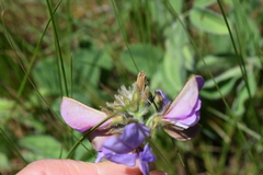 Tephrosia natalensis pseudocapitata