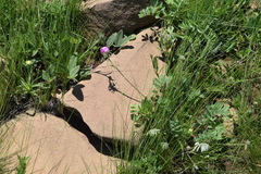 Tephrosia natalensis pseudocapitata