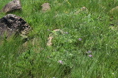 Tephrosia natalensis pseudocapitata