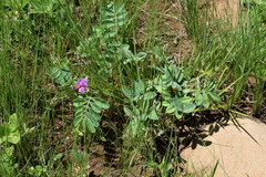 Tephrosia natalensis pseudocapitata