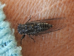 Myopsalta mackinlayi