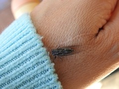 Myopsalta mackinlayi