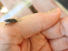 Myopsalta mackinlayi
