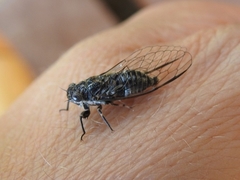 Myopsalta mackinlayi