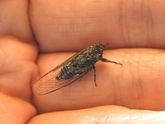 Myopsalta mackinlayi
