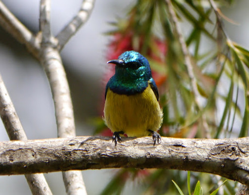 Collared Sunbird