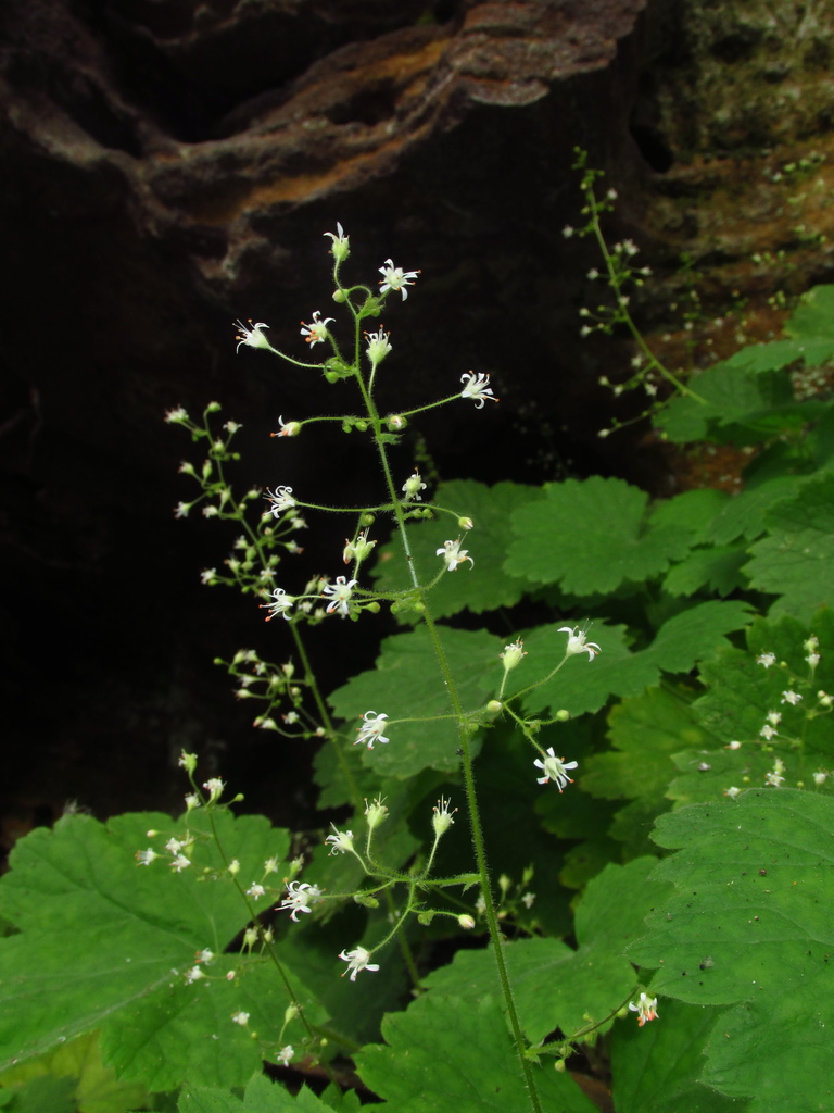 Missouri Alumroot