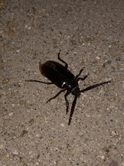 Prionus californicus