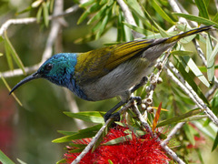 Cyanomitra verticalis