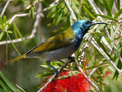 Cyanomitra verticalis