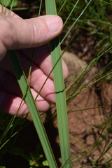 Watsonia canaliculata