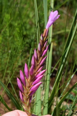 Watsonia canaliculata