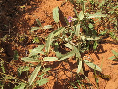 Solanum esuriale